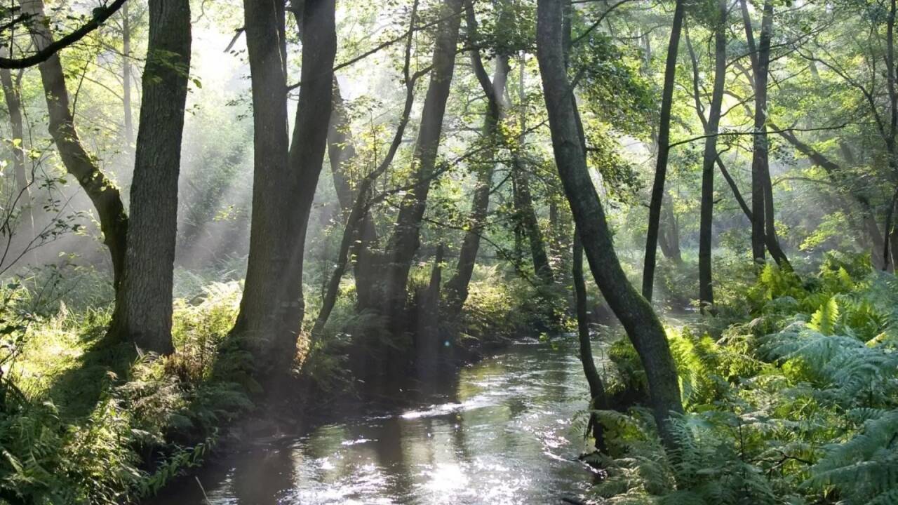 Hotellet er omgivet af en meget smuk natur som er karakteristisk for Alsace.